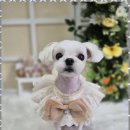 우리동네 펫샵 이미지