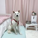 강아지 LED 목걸이 야간산책 애견용품 리뷰