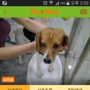 펫토피아 동물병원 이미지