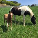 웰빙축산 이미지