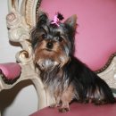 베스트 애견 이미지