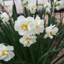 풀빛향기 이미지