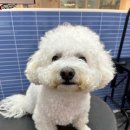 오늘도귀엽개 이미지