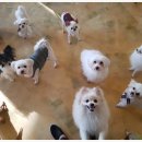 피아카페
