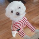 빅토리애견 이미지