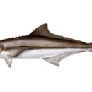 하이고래 이미지