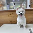 더사랑할개 이미지