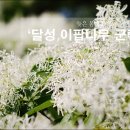[대구/달성] 늦은 봄에도 하얀 눈이 내린 곳 `달성 옥포 이팝나무 군락지`.. 이미지