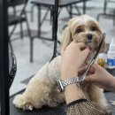 P&M 반려견교육센터 대전점 | 대전애견미용국비지원 보다 실속 있는 반려견 케어·취업·창업 속성 교육