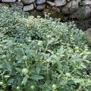 중장하녹 이미지