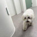 모담유치원 | 김포 애견 유치원 멍더쿠 : 콜링수업 후기 🐶 이름 부르면 달려오는 집중력 훈련!
