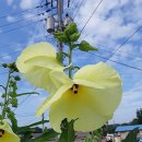 차곡리 [뜰애 화초] 금화규 菜芙蓉(채부용) 이미지