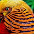 Top 10 Most Stunningly Beautiful Birds in the World-세계에서 가장놀랍도록 아름다운새10종 이미지