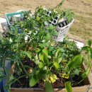 금산흥농 이미지