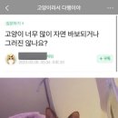 설레
