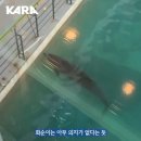 [한국일보 애니청원] "수족관 큰돌고래의 미래, 화순이에 달렸습니다" 이미지