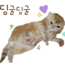 모란도 그리기(현대민화) 이미지