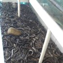 칠성장어 이미지