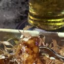 문타코 | [부산/남구]타코문 경성대 본점 | 경성대 맥주, 타코야끼(내돈내산, 기대보단 흠...?