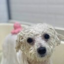 댕댕살롱앤스파 이미지