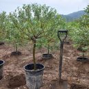 관성1리 이미지