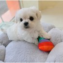 강아지는 내 운명 이미지