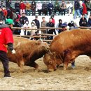 청도 소싸움 축제 현장 이미지