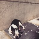 달중이네 펫호텔 이미지