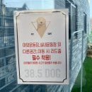 38.5DOG | 새로 오픈한 청주애견카페 38.5독 방문후기