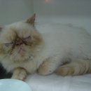 열린24시동물병원 이미지