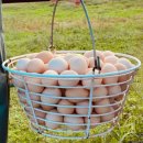 제주웰빙영농조합법인 이미지