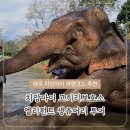 엘리펀트샤워 | 치앙마이 아이랑 여행코스 추천 코끼리보호소 엘리펀트 생츄어리 먹이주기 목욕 체험 후기