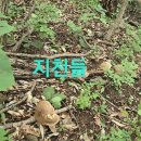 백두대간 버섯 산행.125 (싸리 가지버섯 수확) 이미지