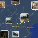 번농장 | 서귀포 애견카페 [모루티] TV동물농장 출연 애견운동장 N번째 방문 후기 :)