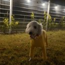 데일리 207 이미지