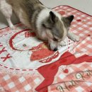 세븐일레븐 부산서면점 | 세븐일레븐 산리오 빼빼로 헬로키티 담요,텀블러 후기