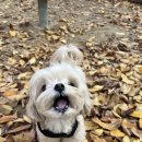 멍찌애견유치원 이미지