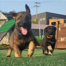 셰퍼트 분양 이미지