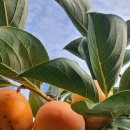 손가네 농장 이미지