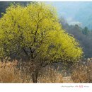 신선촌 이미지