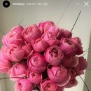 파니쿰 이미지