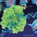 코로나 백신 접종자 중 초과사망자 이미지