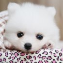 퍼피프린스 이미지