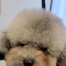 에이프릴펫 이미지