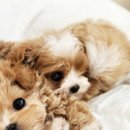 파주켄넬 이미지