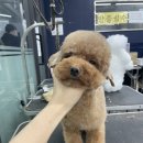 깔꼼 애견미용실 이미지