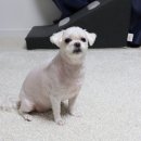 잇츠댕 | 대구 강아지 수제간식, 너무 예쁜 잇츠댕 애견 수제간식 후기