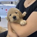 마이펫 강아지분양 고양이분양 대구점 | 경산 강아지분양 골든리트리버, 마이펫대구점에서 분양받은 후기