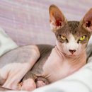 벌거벗은 고양이 네이버블로그