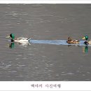 청둥오리 이미지